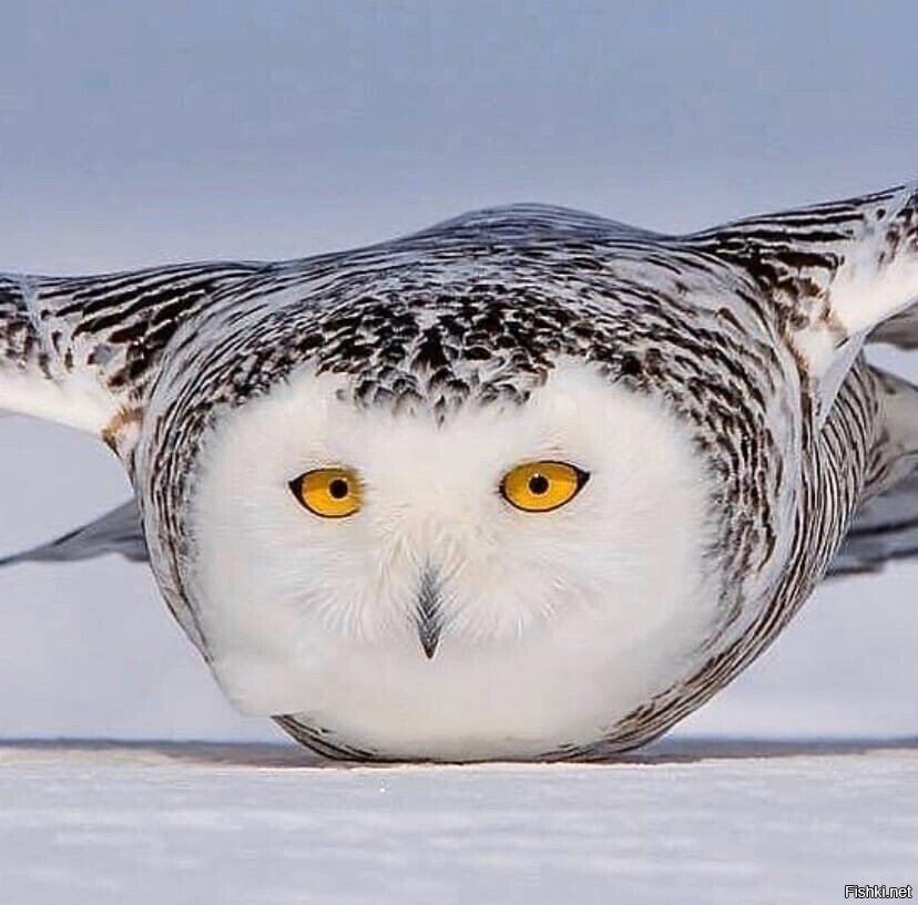 Посадка на брюхо