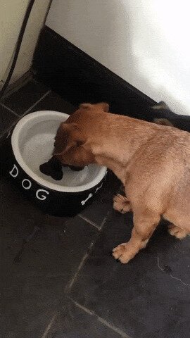 Хозяин - сволочь