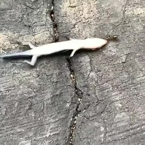 Тяга в одну муравьиную силу,