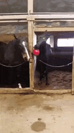 -дэвушка, дэвушка, хочишь пэрсик