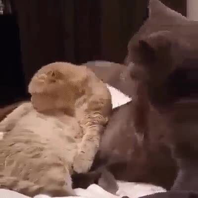 Вась, как ты любишь Мурку