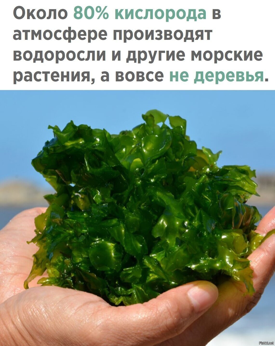 Главное, нашим чиновникам это не показывайте