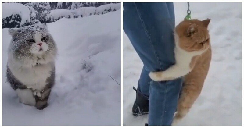Весёлые реакции кошек на снег