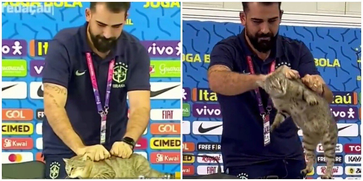 "Как он посмел?": сотрудник пресс-службы сборной Бразилии взял за шкирку кота и сбросил с постамента, взбесив полмира