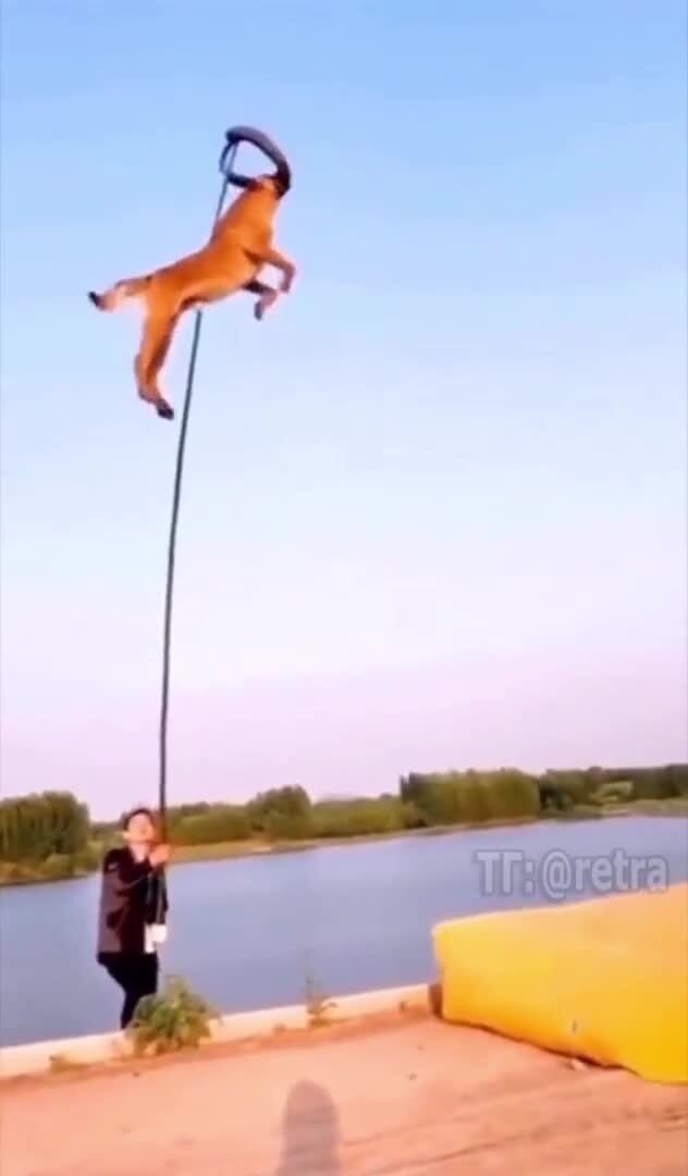 Есть два типа собак