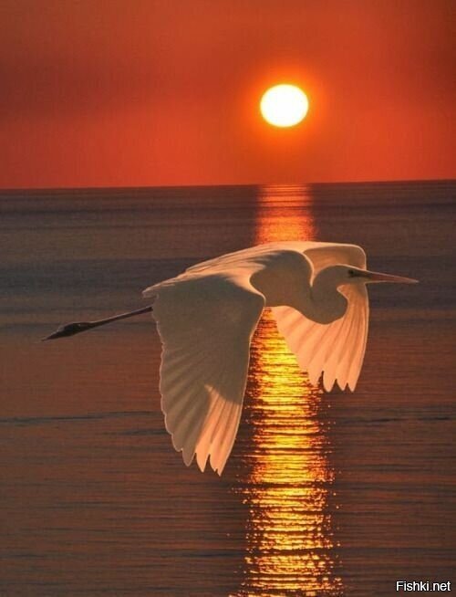 За сбытие мечт