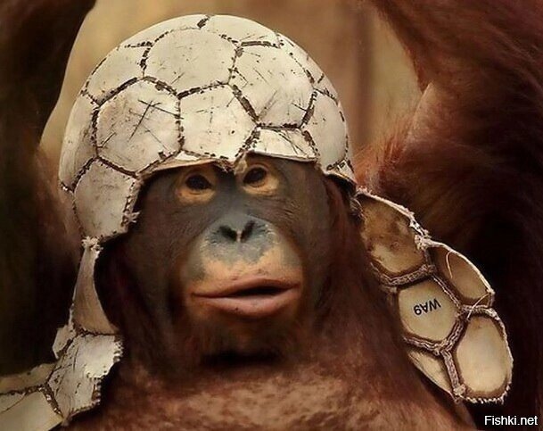 Ну что там с чемпионатом на краю земли