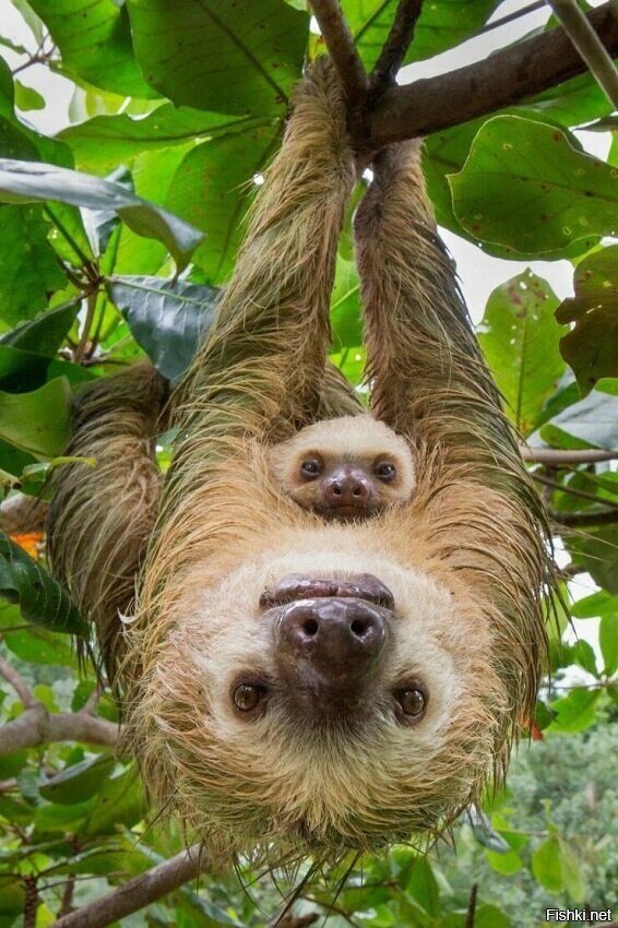 -а шо это ви тут делаете