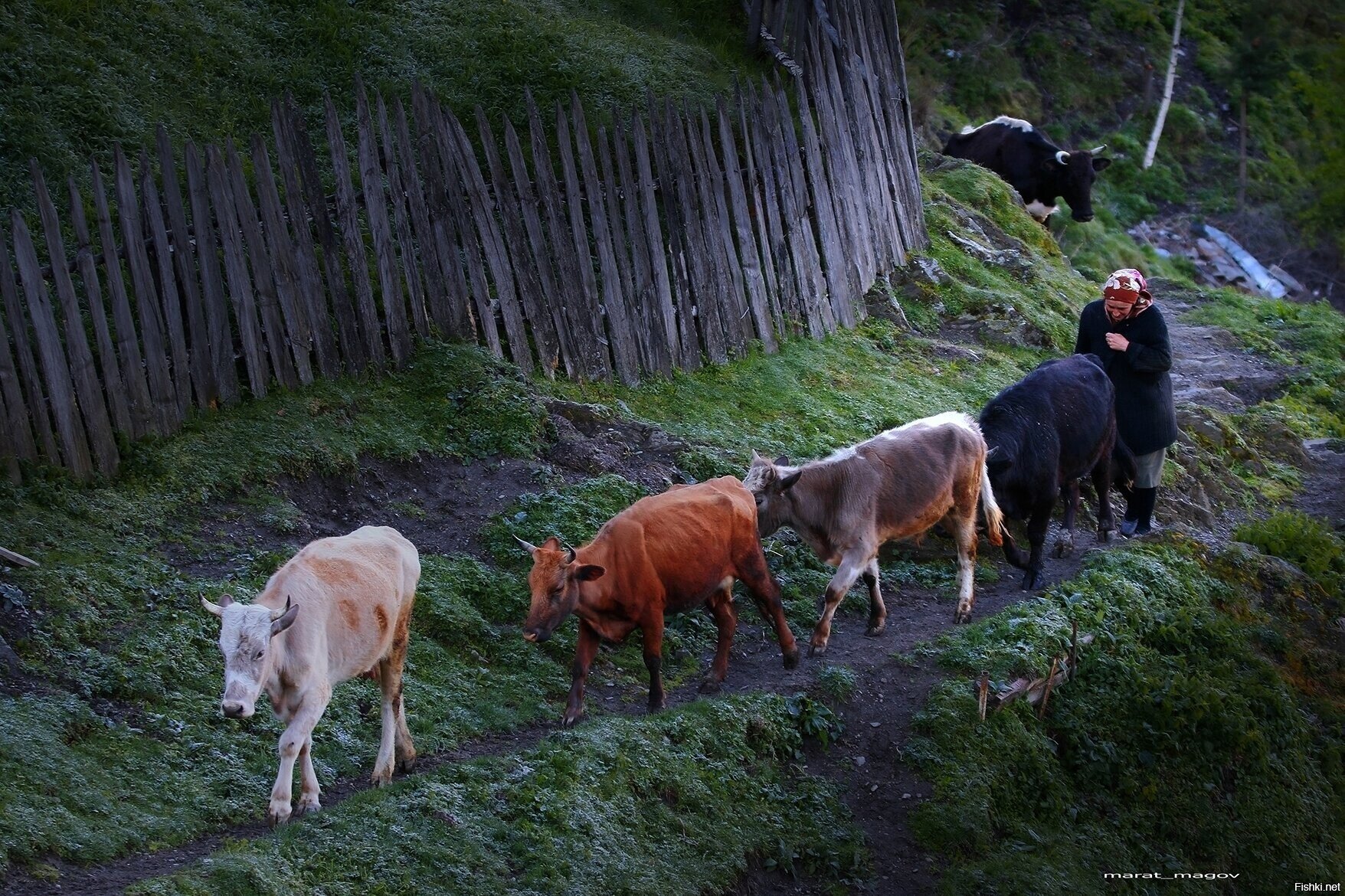 Доброе утро