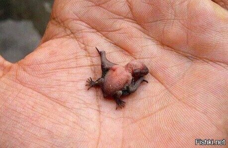 "Я-ужас, летящий на крыльях ночи