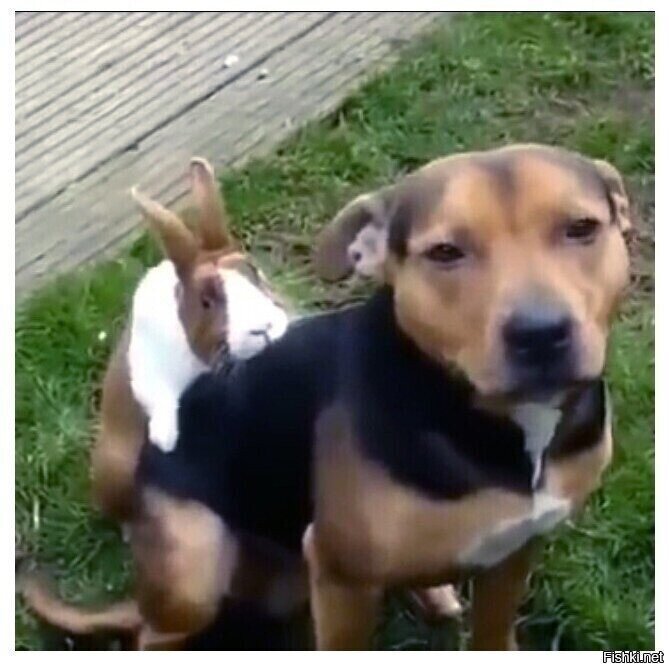 Чет песель грустный