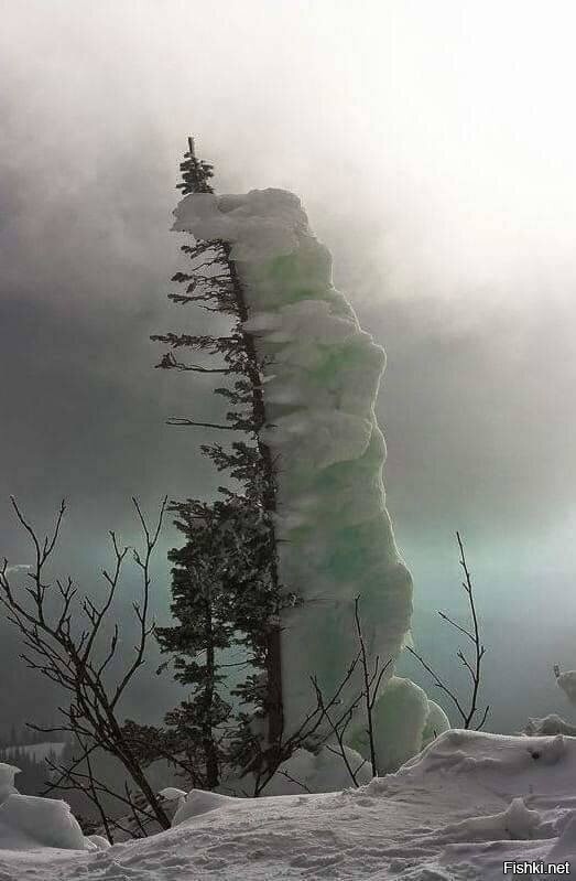 С северной стороны не только мох растет