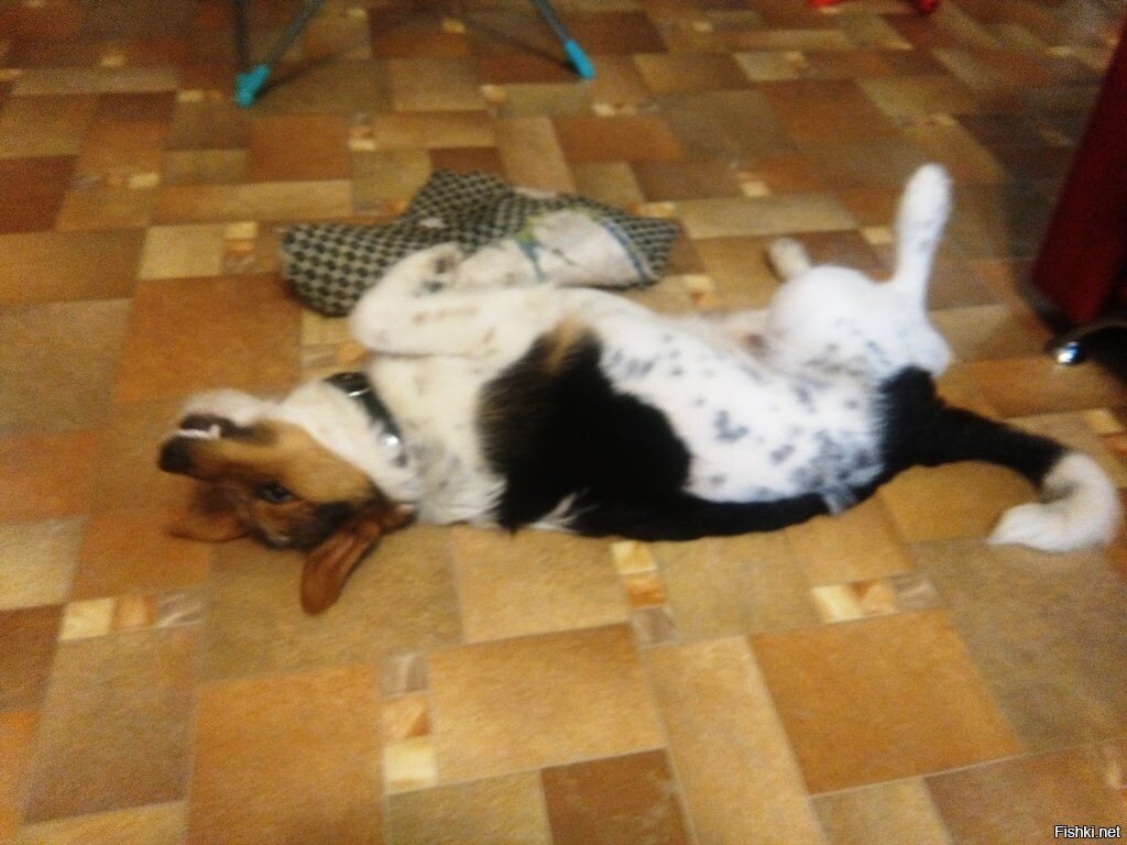 Я понял, мне досталась редчайшая порода, "Гигантский леопЁрдовый Джек-дурасл" 