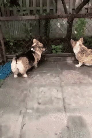 - Не выпускайте его