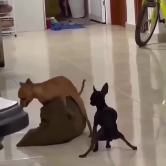 Секс инструктор