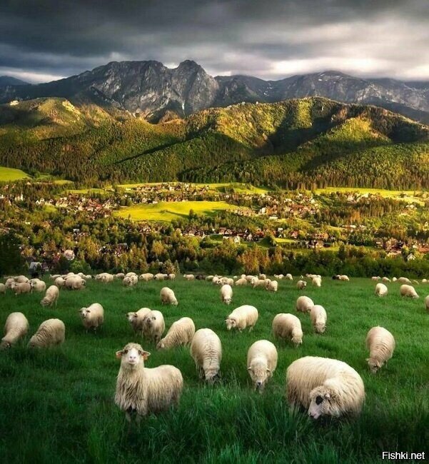 пойду, посчитаю