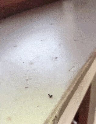 - Это Спартаа