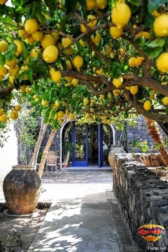 Лимоны Сицилии