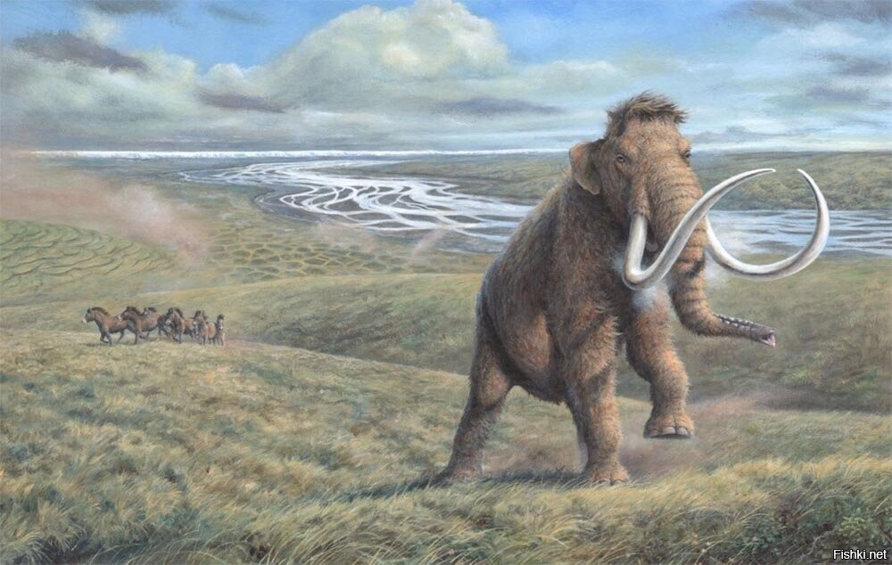 Вольный - спортсмен 