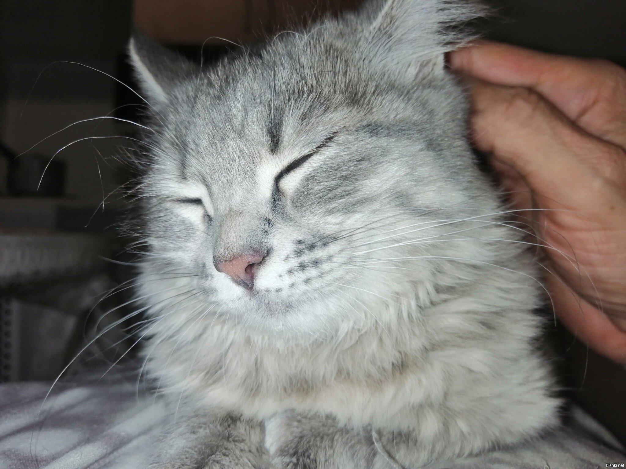 Улеглась на грудь