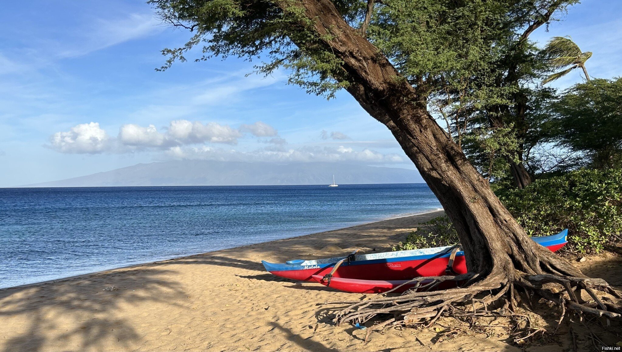 Гавайи и никакой политики