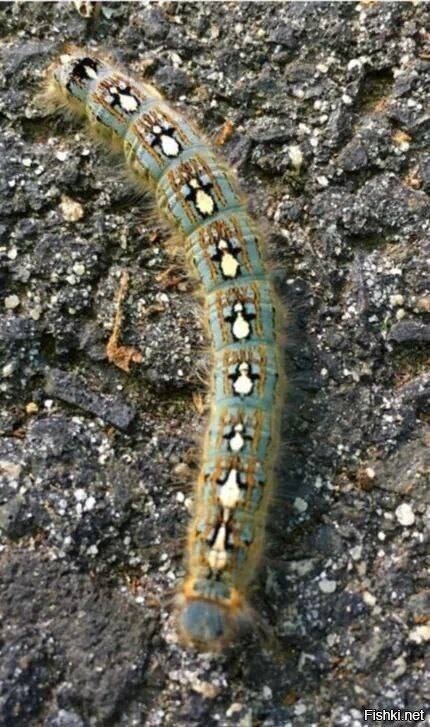 Гусеница лесного шелкопряда надела свой свитер с пингвинчиками)