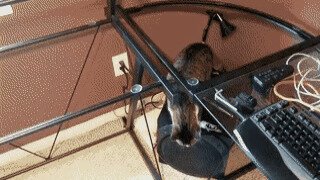 Убрали стеклянную столешницу, котэ в непонятках