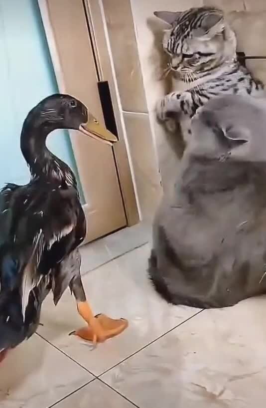 наглая утка