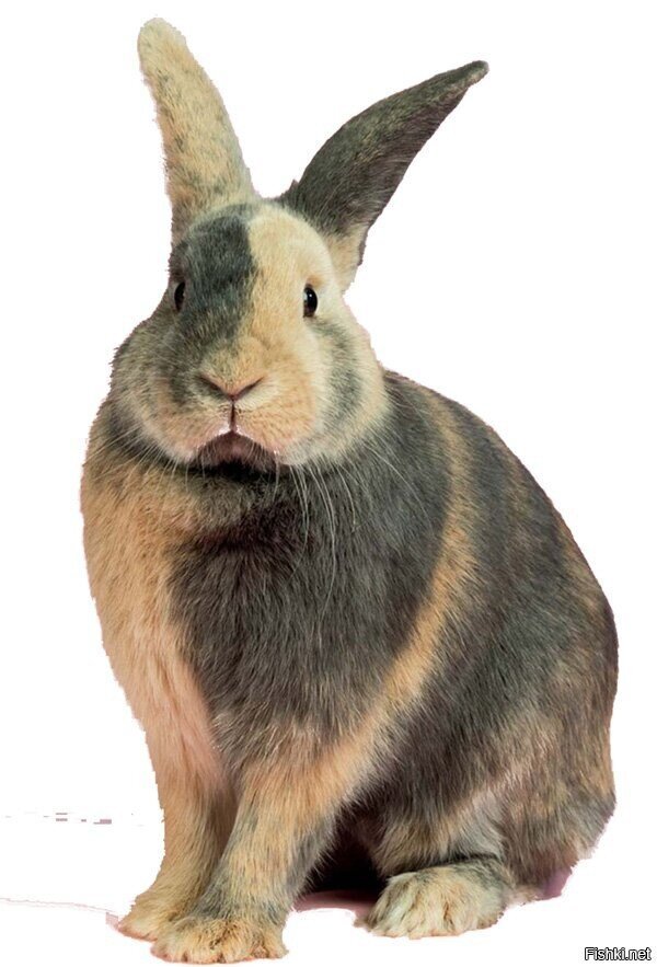 Как на Зануду похож 