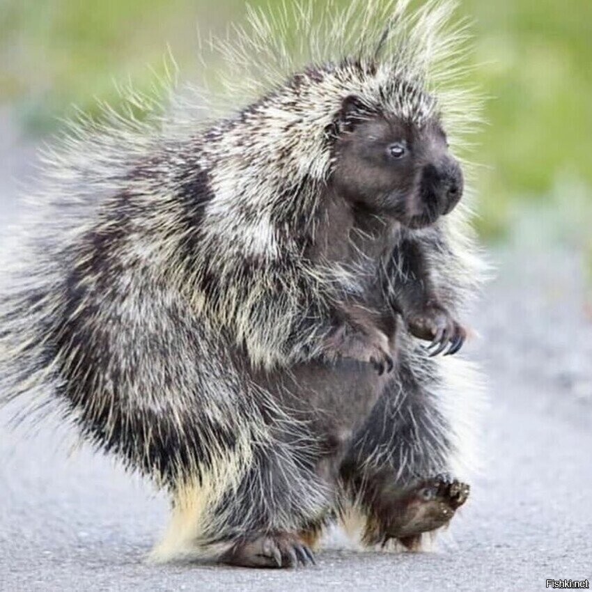 Просто дикобразик идет по делам