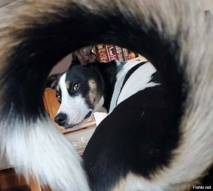 Вот почему @, собакой назвали