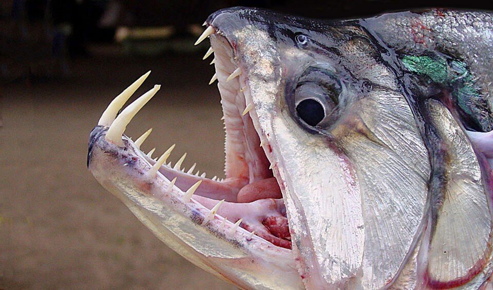 Скумбриевидный гидролик: Опасная Амазонка. Саблезубая рыба, которая охотится на пираний и протыкает жертв насквозь