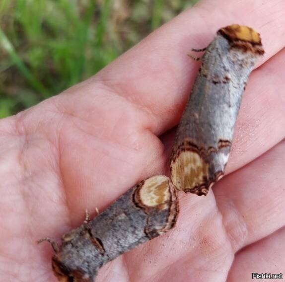 Ночная бабочка лунка серебристая