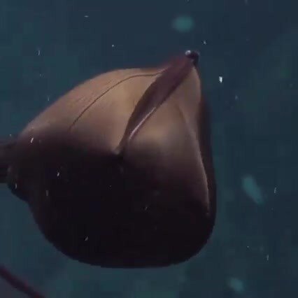 Рыба-пеликан