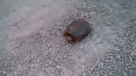 Последние кадры со смартфона рядом с растерзанным туристом