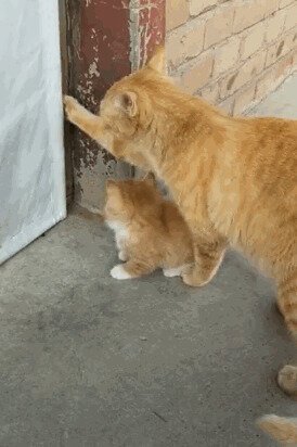 - Маа, помоги