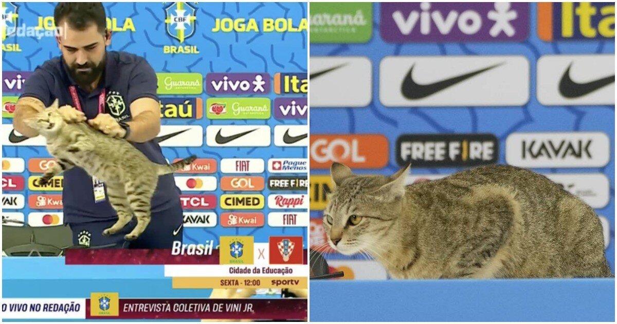 Бразильской конфедерации футбола грозит миллионный штраф за котика