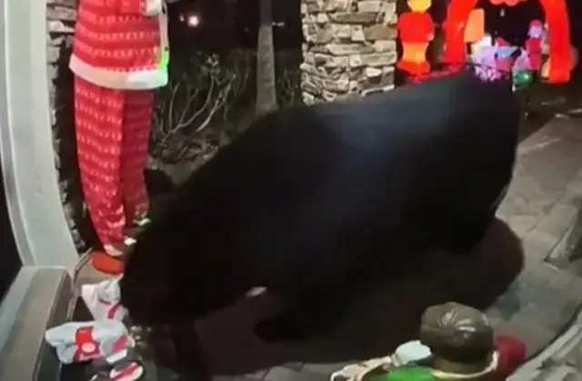 Голодный медведь украл с крыльца доставку с картошкой и наггетсами