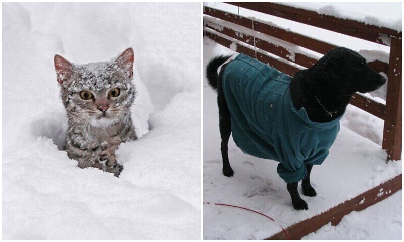 20 фото животных в снегу, которые учат нас радоваться мелочам