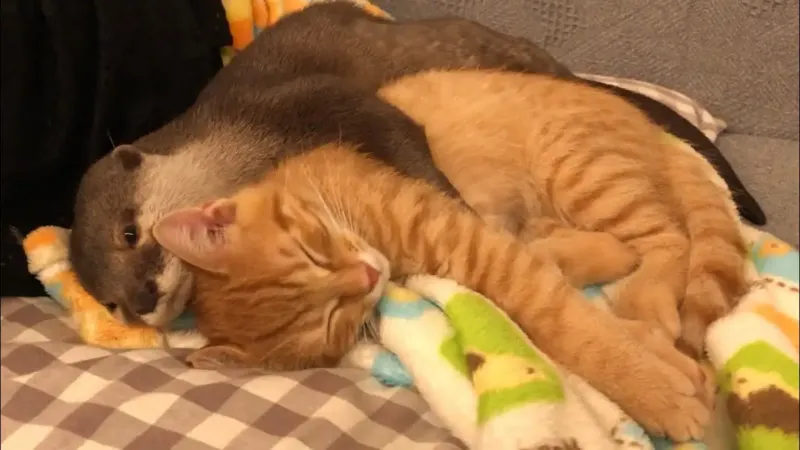 Выдра засыпает только в обнимку с котом