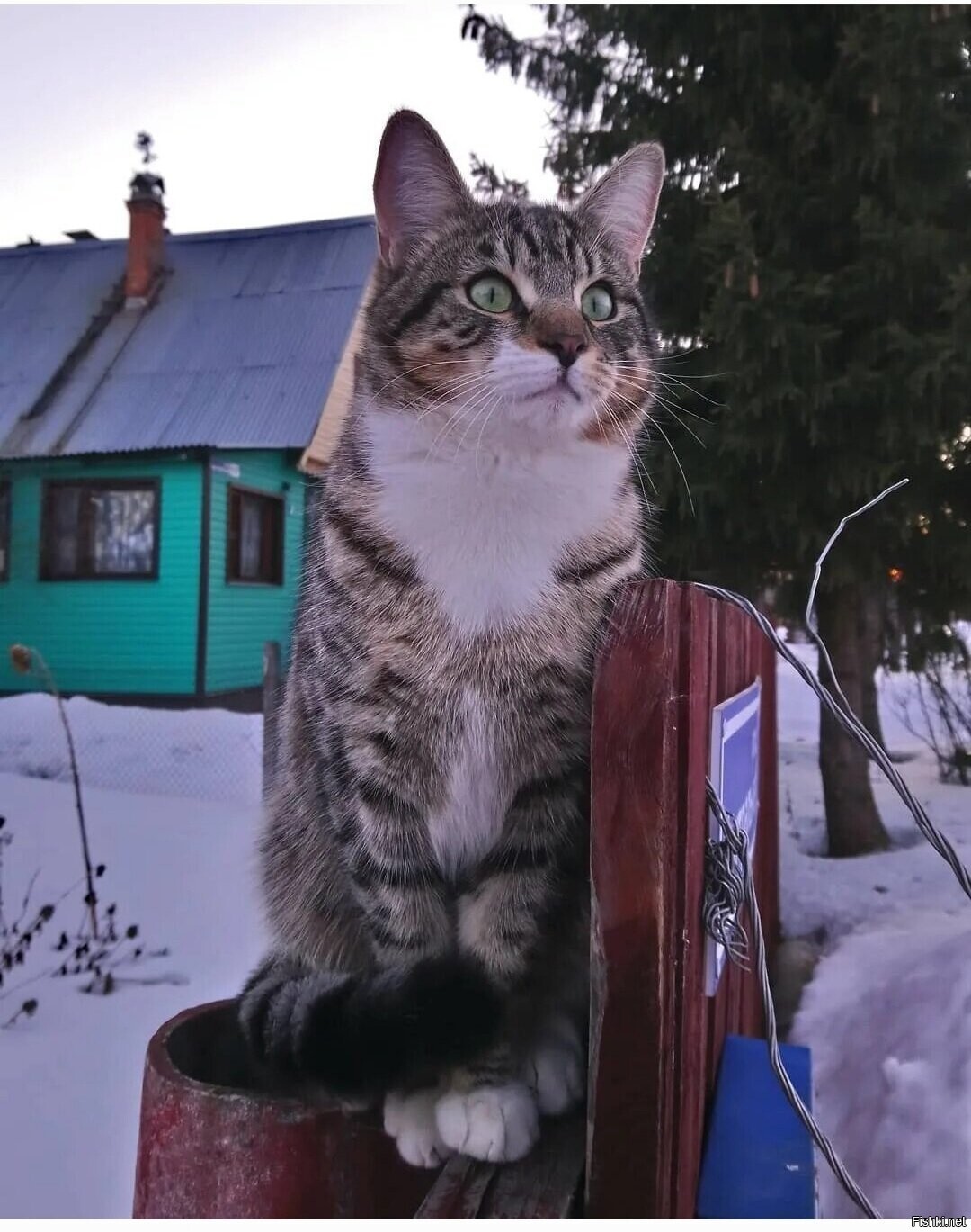 Солянка