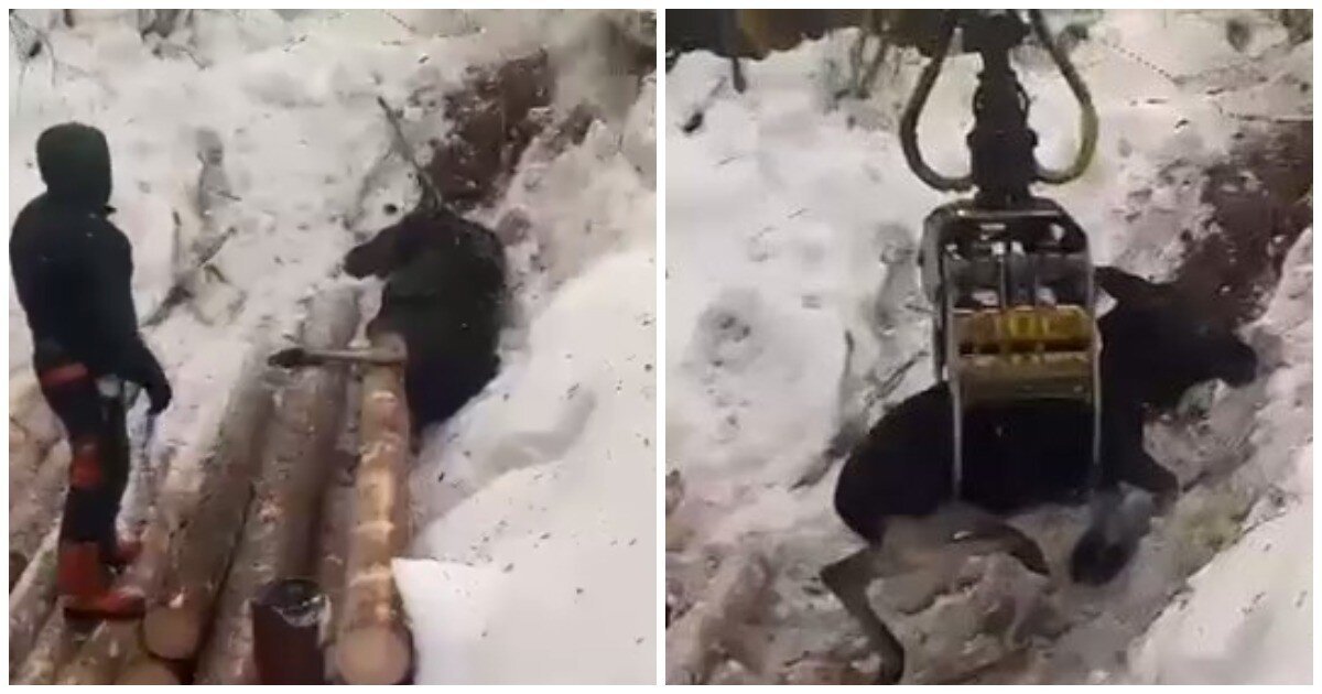 В Якутии рабочие спасли застрявшего под брёвнами лосёнка