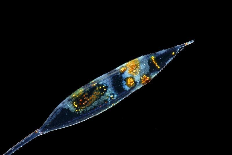Планктон - драгоценности в ночном море