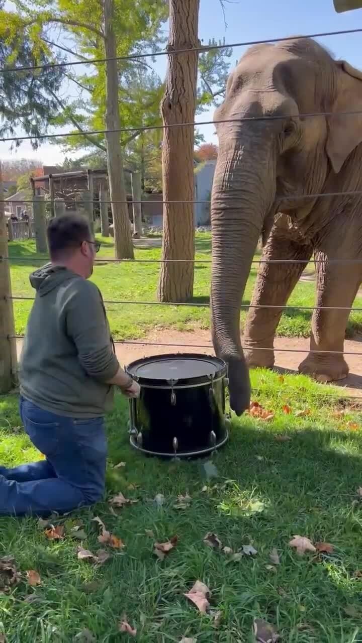 Умный слон