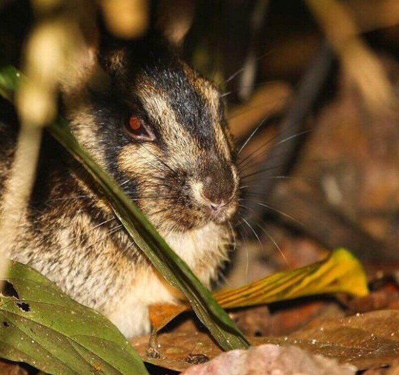 Суматранский полосатый кролик: Самый редкий кролик на планете. Почти вся информация о нём – лишь домыслы и предположения