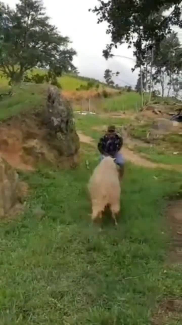 Забавный случай