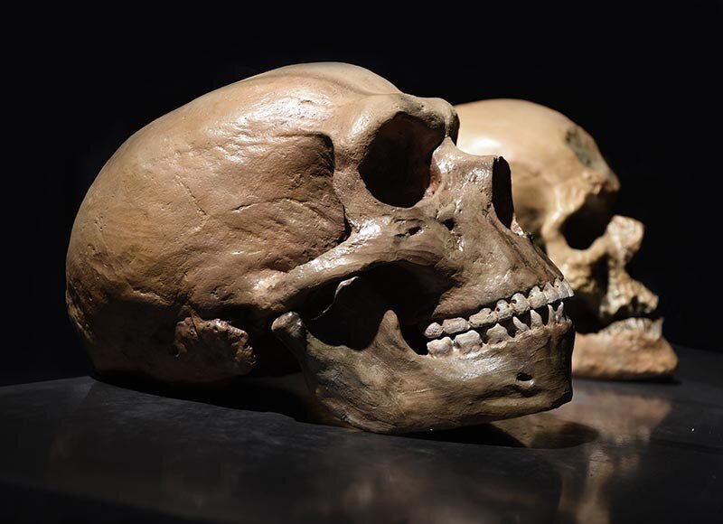 Мозг человека и неандертальца имеет удивительное общее свойство «молодости»