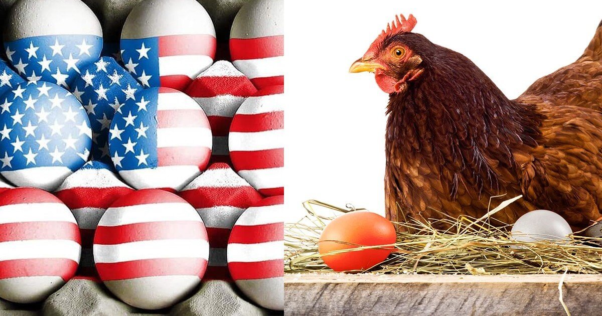 В Америке дефицит яиц и дело не в Украине