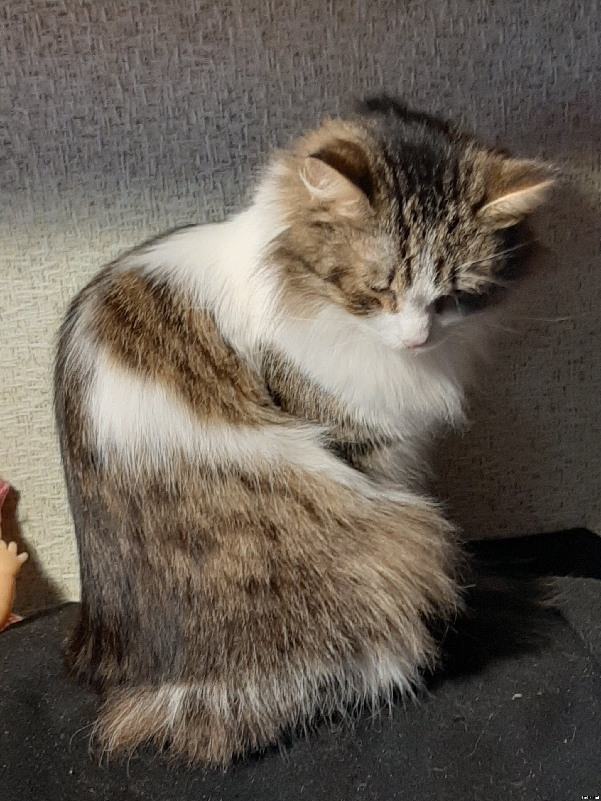 Пришёл домой