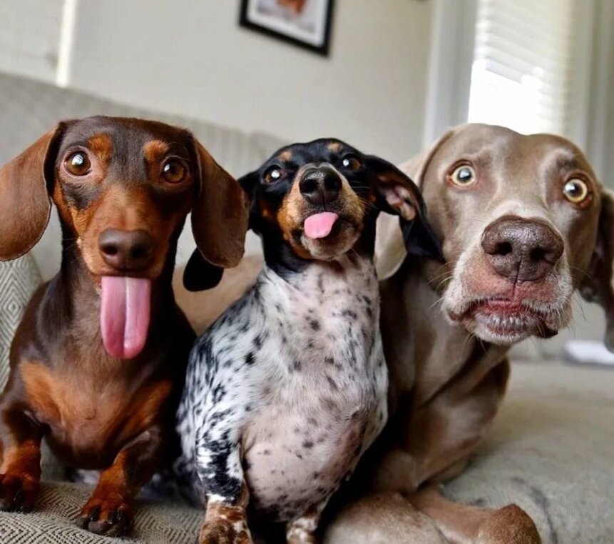 Забавные фото собак, которые поднимут настроение на весь день